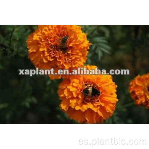 Suministro de fábrica Pure Planta Natural Extractos de Marigold Extracto Tagetes ErcTA Extracto